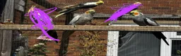 Cockatiels birds for sale: Untamed cockatiels  - Advert 1
