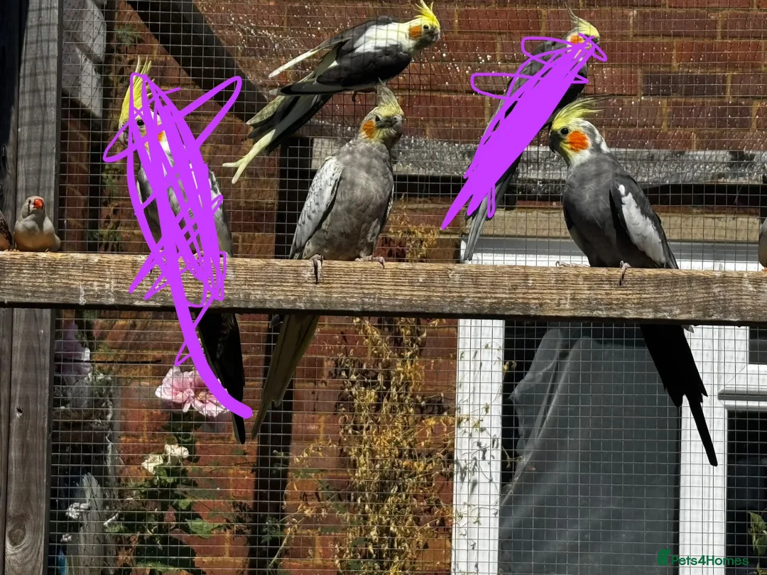 Cockatiels birds for sale: Untamed cockatiels  - Advert 1