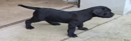 Cane Corso dogs for sale: Cane Corso Irish Kennel club registered  in Enniskillen - Advert 11