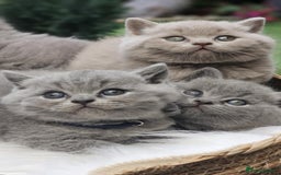 British Shorthair cats for sale: Show Quality Champions British Shorthair GCCF - Image 15