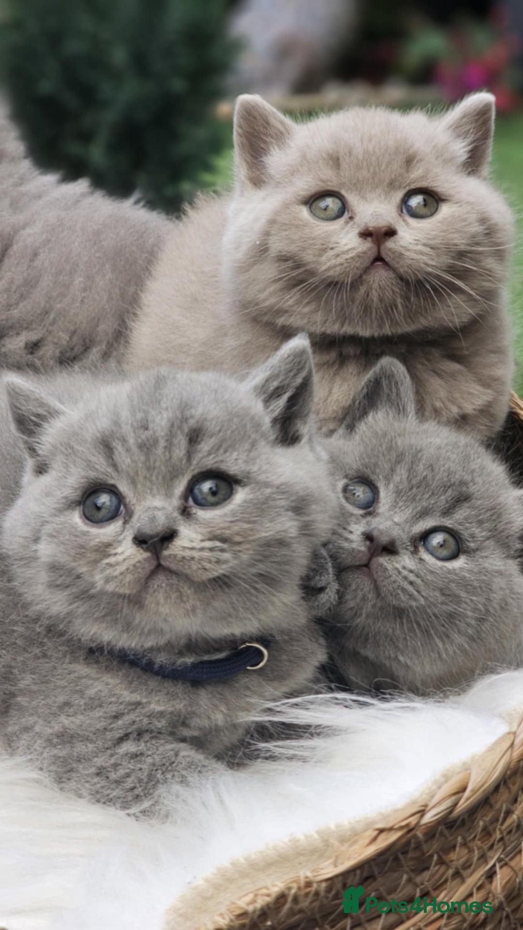 British Shorthair cats for sale: Show Quality Champions British Shorthair GCCF - Image 15