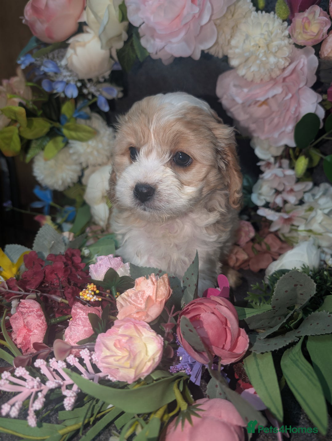 Cavapoo dogs for sale: Cavapoo F1  - Advert 9