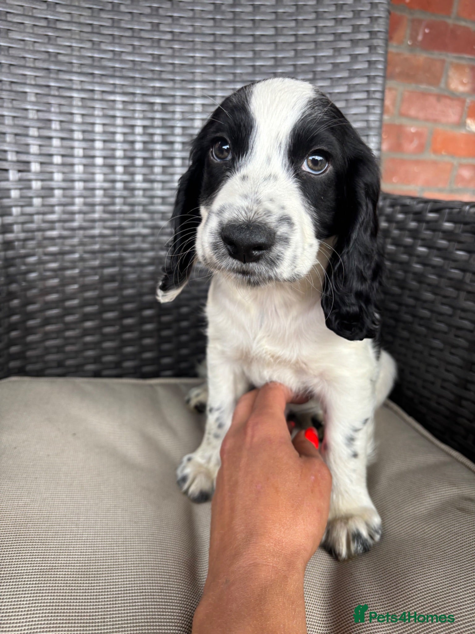 Cocker Spaniel dogs beautiful working cocker spaniel (last boy left) - Advert 12