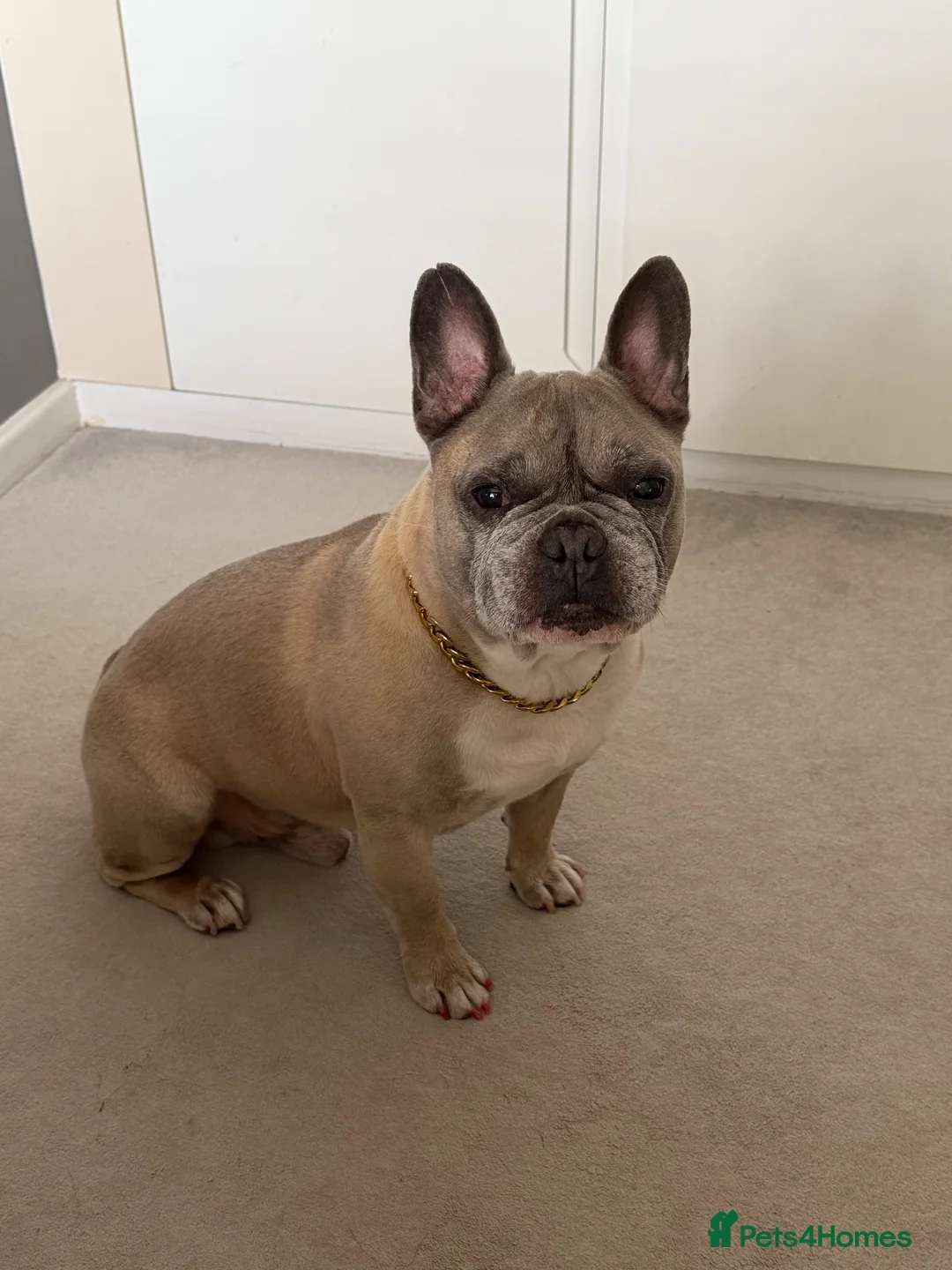 French Bulldog dogs for sale: Male French Bulldog 9 years Old - Advert 10