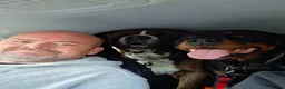 Rottweiler dogs for sale: Personal sock thief  - Advert 6