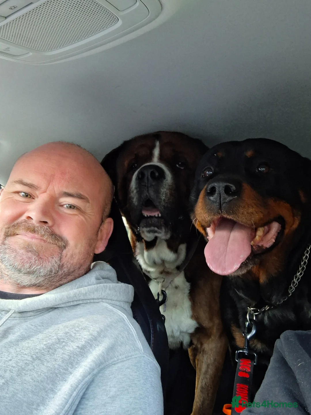 Rottweiler dogs for sale: Personal sock thief  - Advert 6
