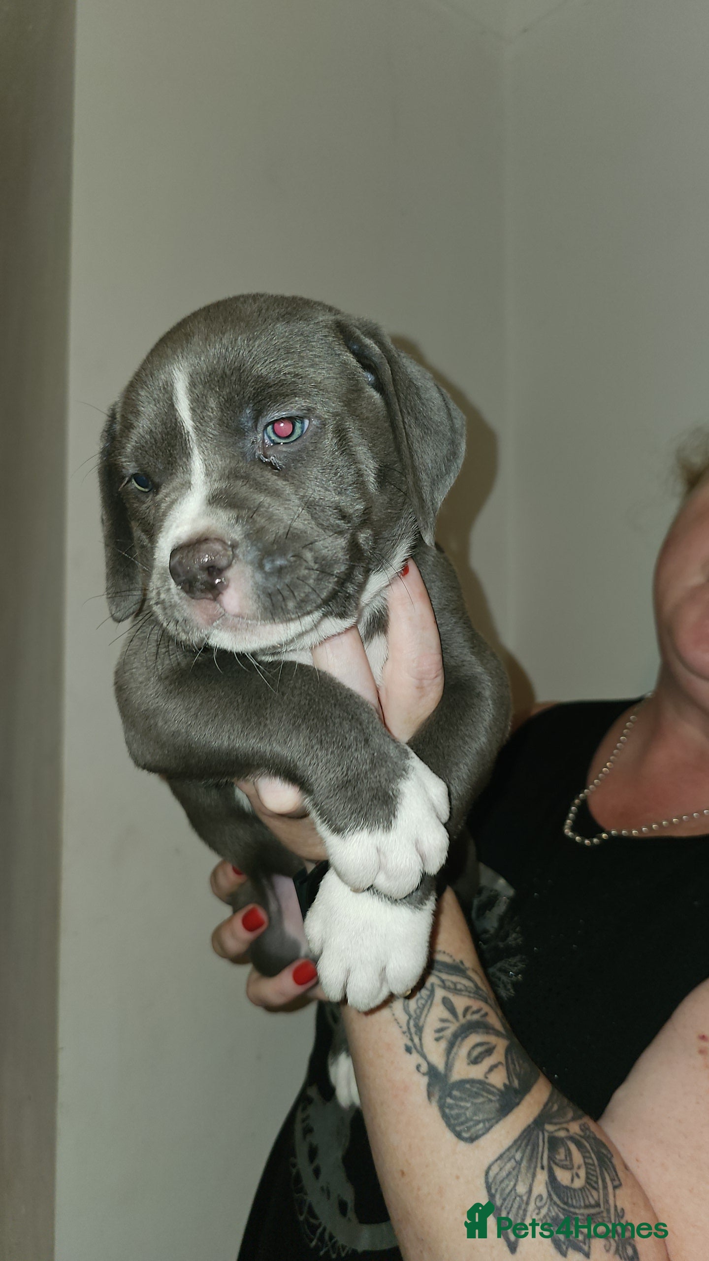 Mixed Breed dogs Staffy/mastiff mix - Advert 2