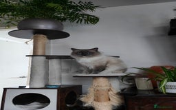 Ragdoll cats for stud: Rag doll stud  - Image 2