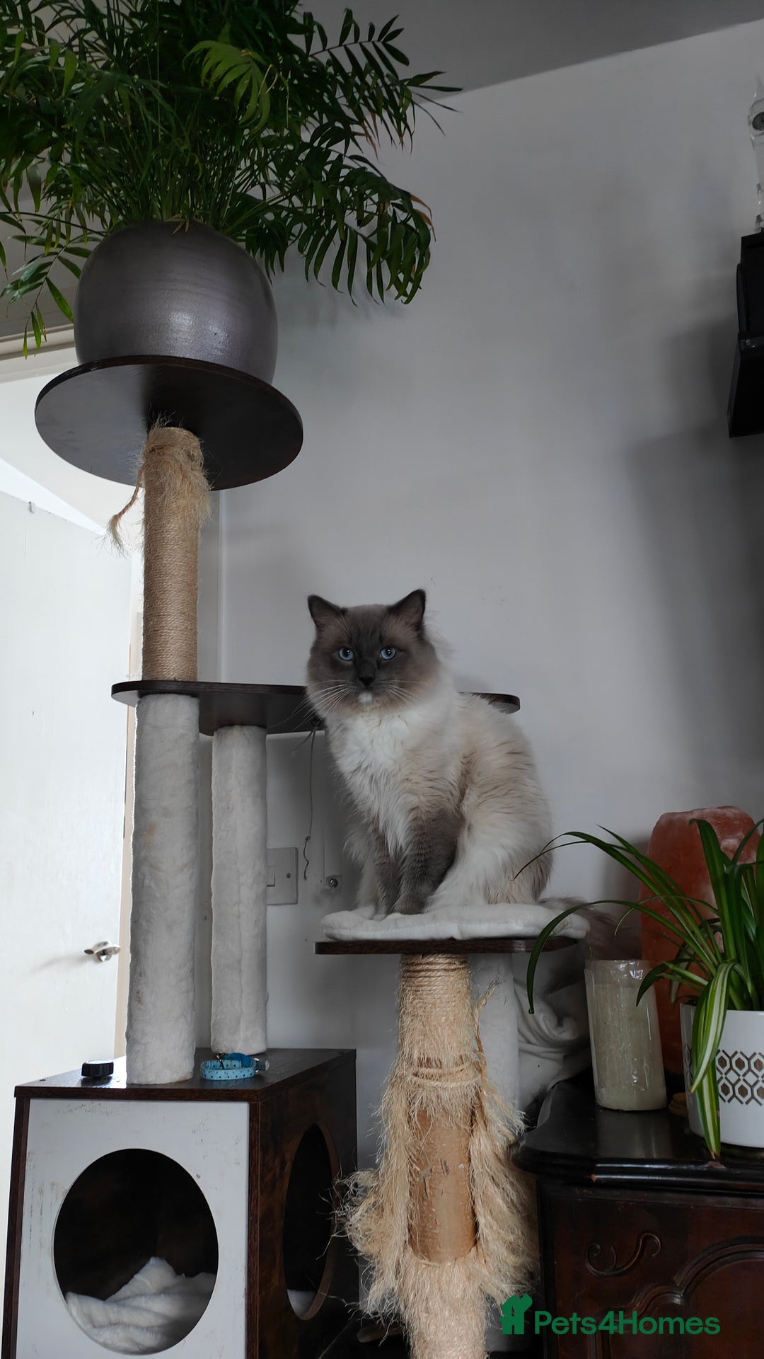 Ragdoll cats for stud: Rag doll stud  - Image 2