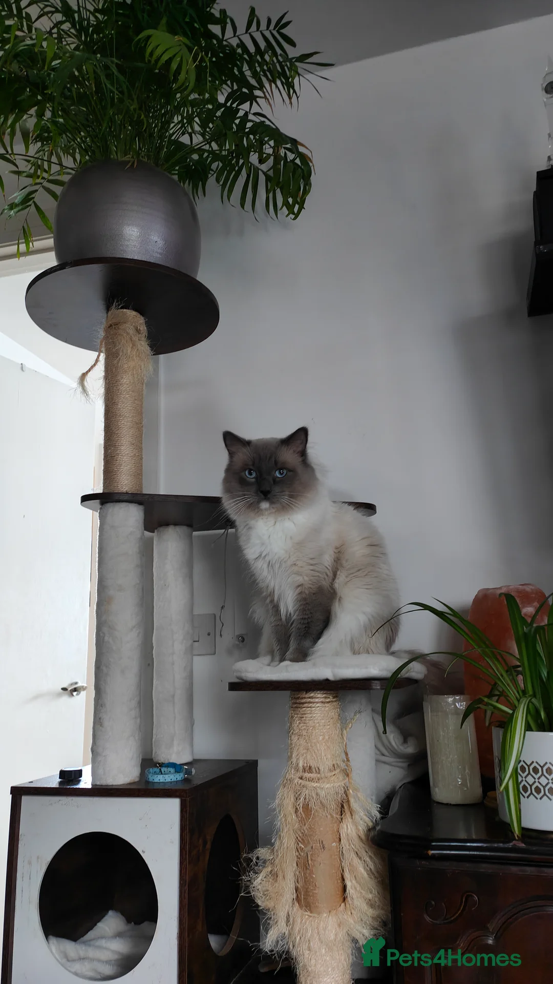 Ragdoll cats for stud: Rag doll stud  - Advert 2