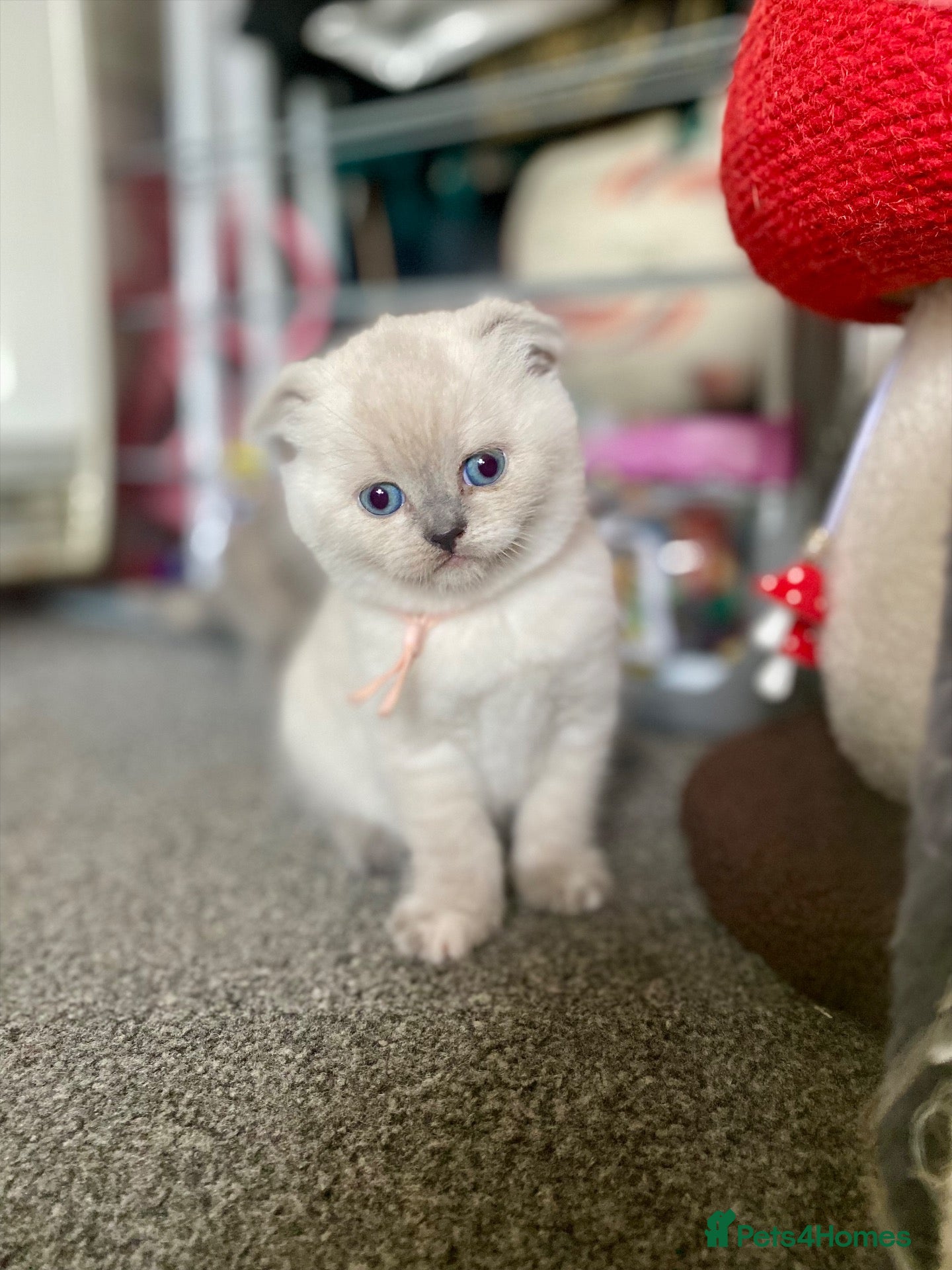 British Shorthair cats BEAUTIFUL SCOTTISH FOLD × BRITISH SHORTHAIR GIRLS - Advert 11