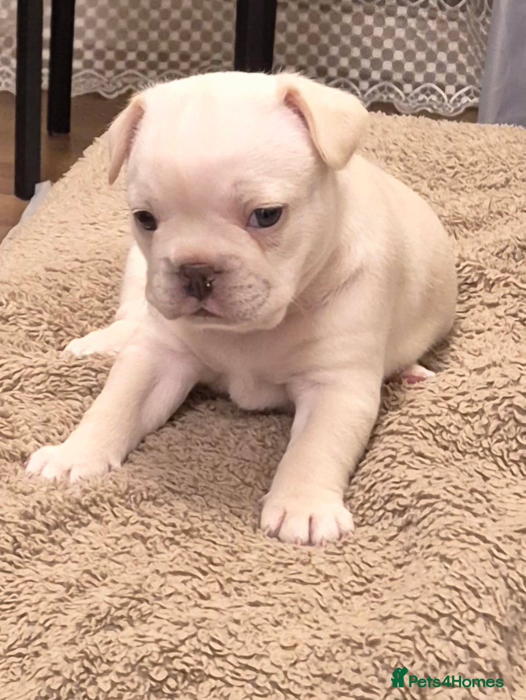 French Bulldog dogs for sale: French bulldog puppies for sale  - Advert 5