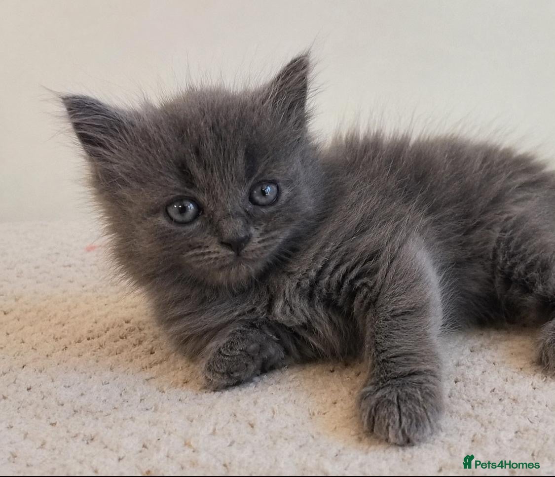 British Shorthair cats Gorgeous British shorthair kittens… - Advert 3