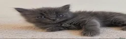 British Shorthair cats for sale: Gorgeous British shorthair kittens… - Advert 1