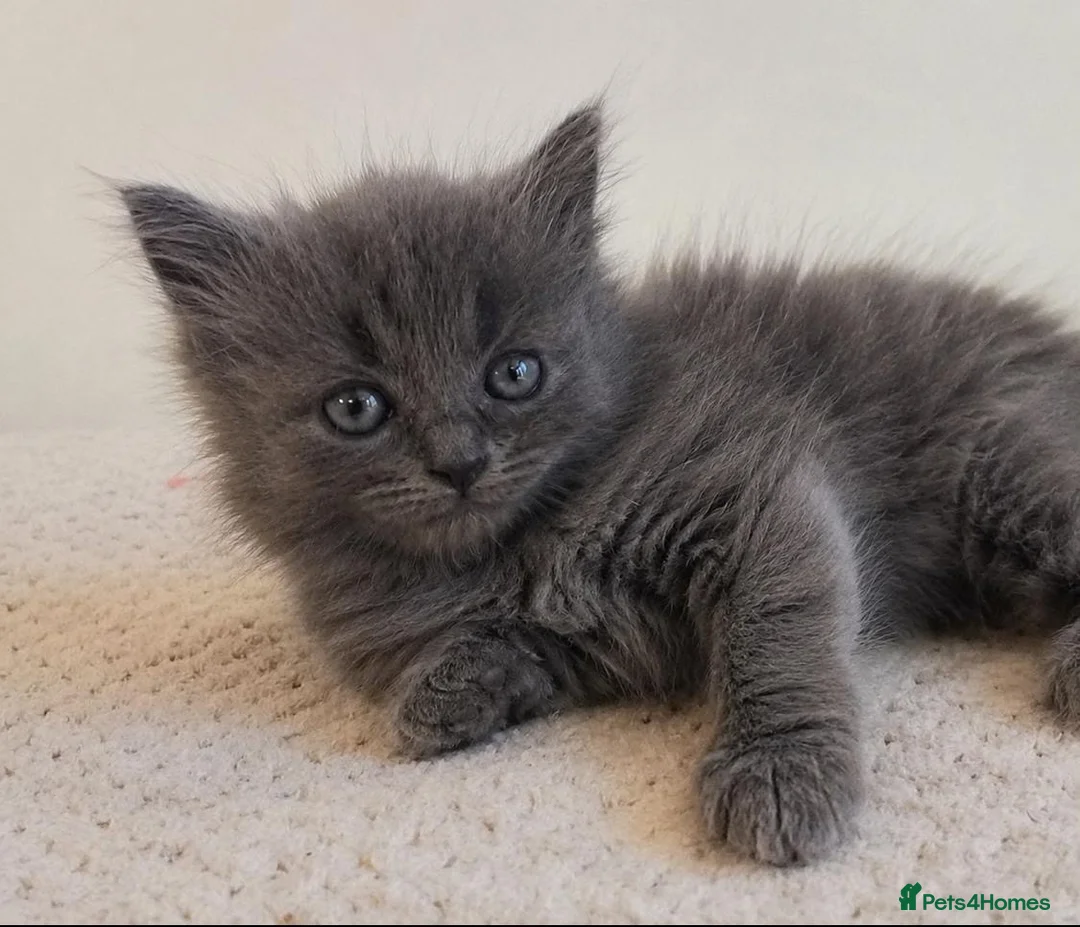 British Shorthair cats for sale: Gorgeous British shorthair kittens… - Advert 1