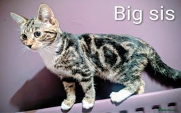 Bengal cats for sale: Beautiful Bengal x Mainecoon moggies - Image 21