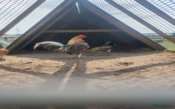 Chickens poultry for sale: Quad of Dom American Game Birds - Image 4