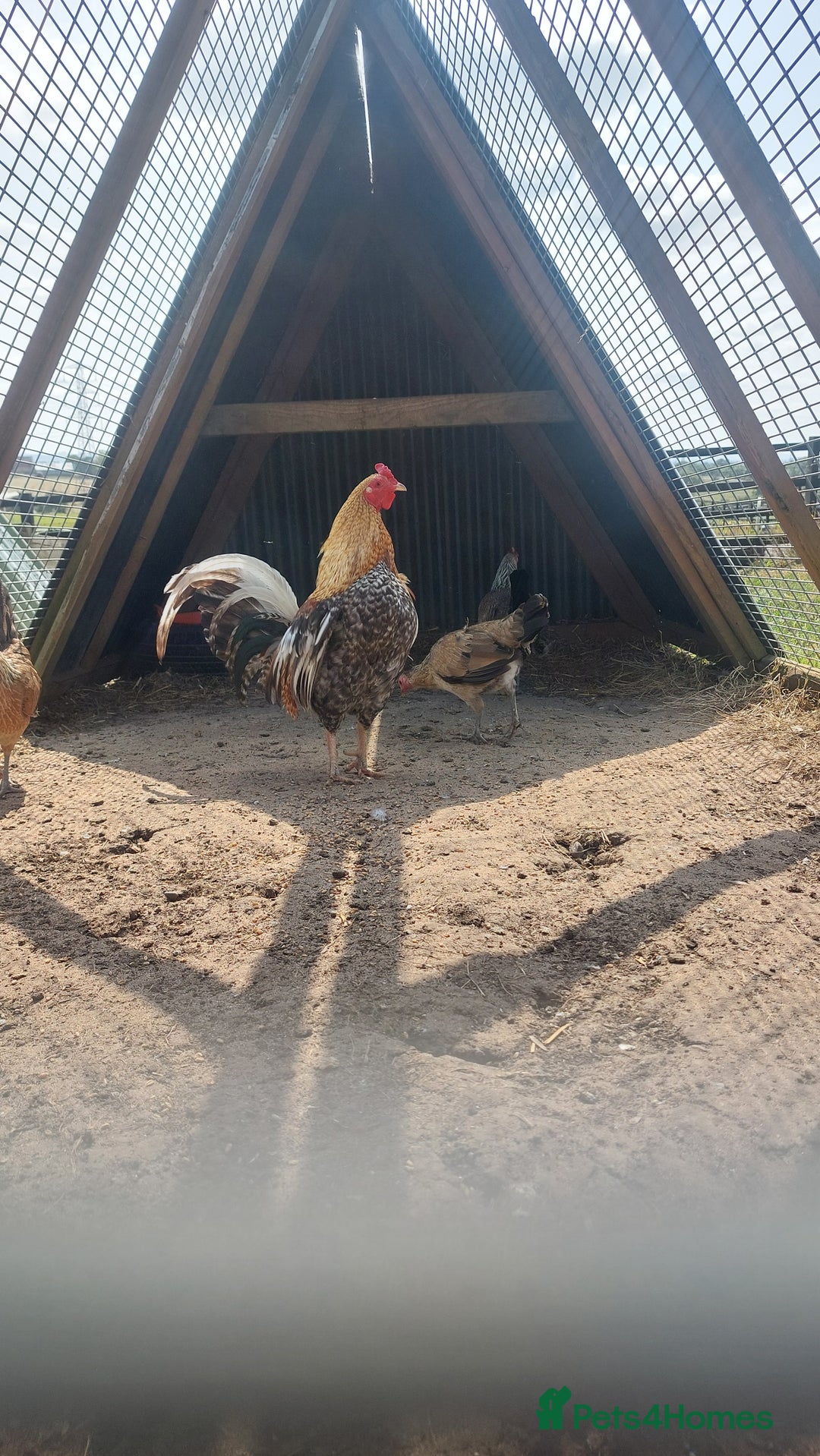 Chickens poultry for sale: Quad of Dom American Game Birds - Image 4