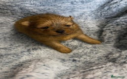 Pomeranian dogs for sale: Very adorable Pomeranian Puppies - Image 22