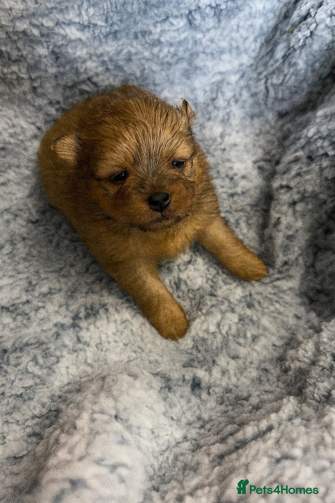 Pomeranian dogs for sale: Very adorable Pomeranian Puppies - Image 22