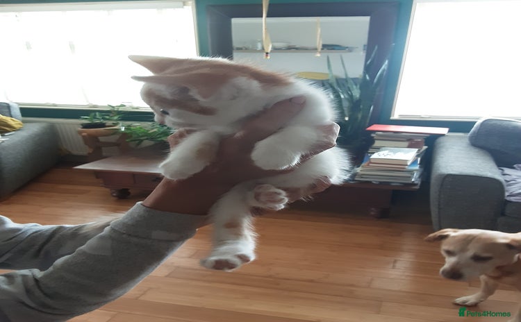 Domestic Shorthair cats - Advert 1