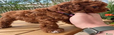 Toy Poodle 3