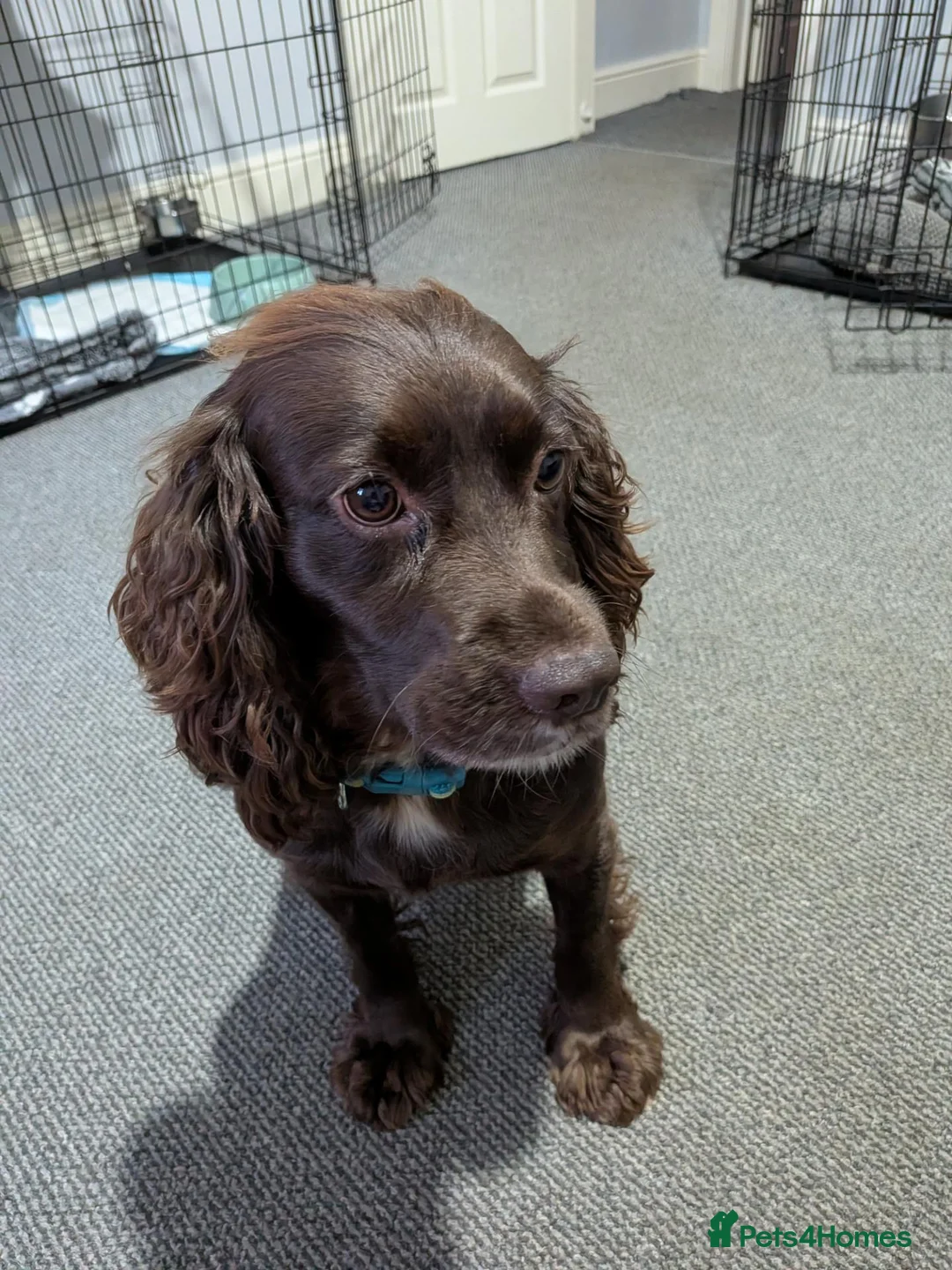 Cocker Spaniel dogs for sale: Cocker spaniel  - Advert 3