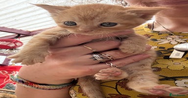 Devon Rex cats - Advert 4