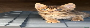 Bengal 2