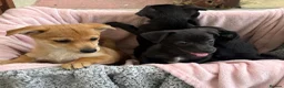 Mixed Breed dogs for sale: Jack x Pom puppies  in Bootle - Advert 11