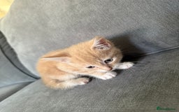 Mixed Breed cats for sale: Beautiful sandy male kitten - Image 6
