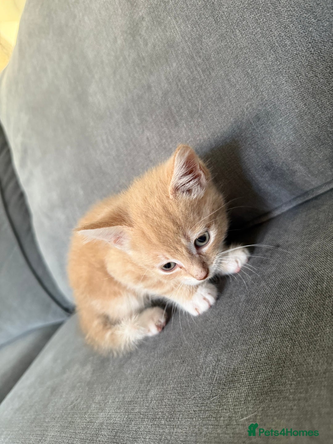 Mixed Breed cats for sale: Beautiful sandy male kitten - Image 6
