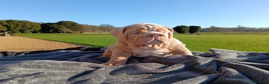 English Bulldog Puppy 1