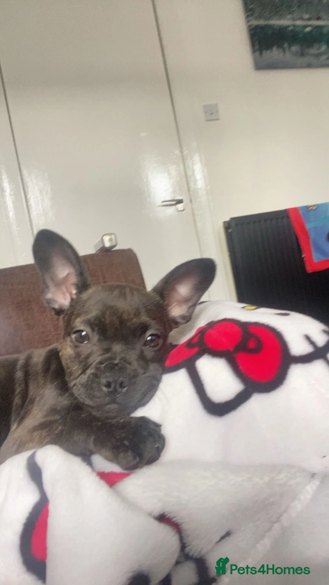 French Bulldog dogs for sale: Ivy staffy x frenchie - Advert 2