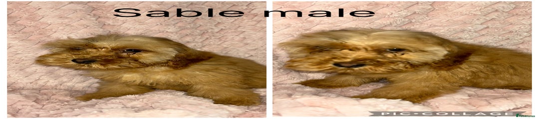 Cockapoo Puppy 2