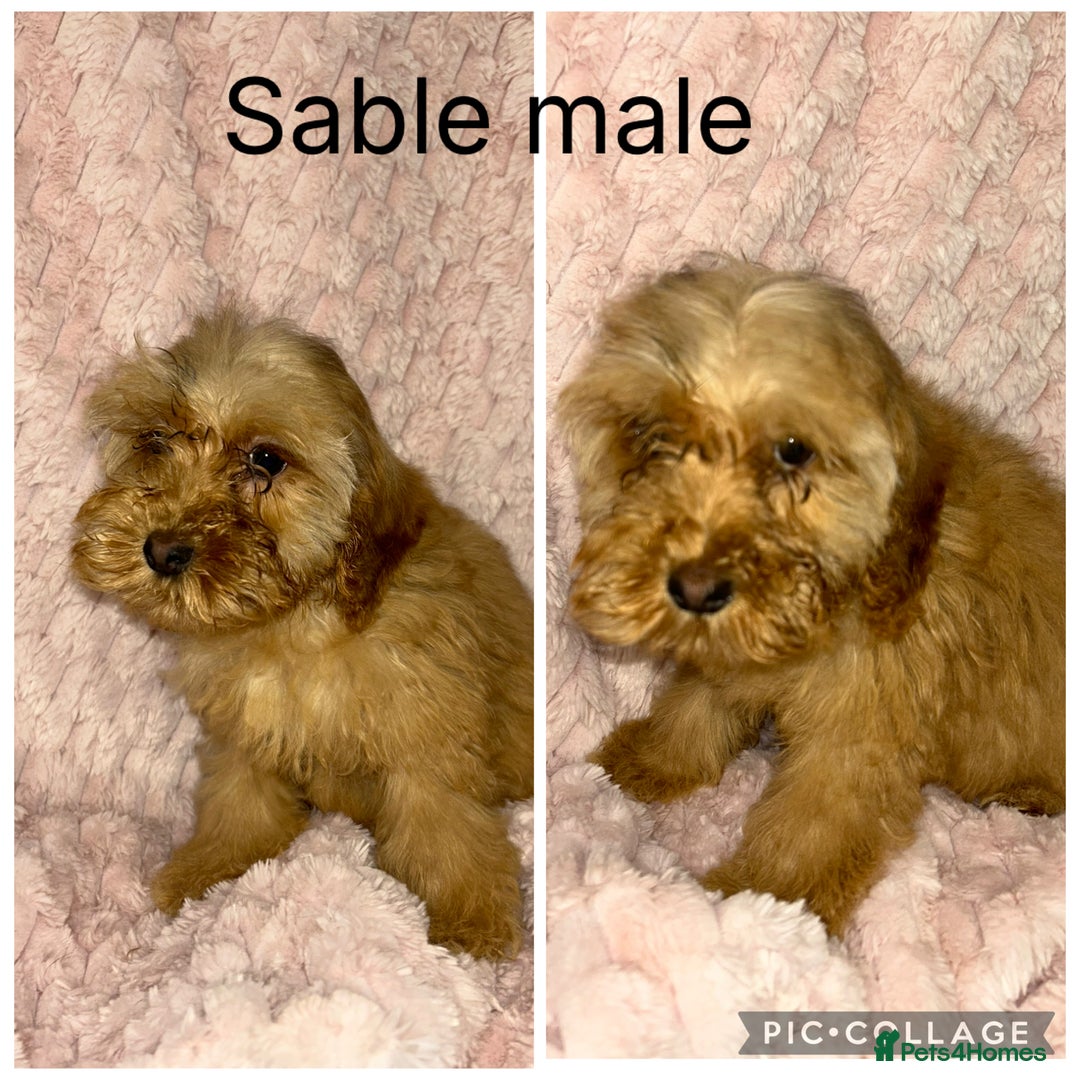 Cockapoo dogs for sale: F1 cockapoos - Image 4