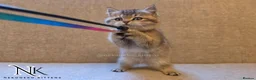 British Shorthair cats for sale: GCCF British Shorthair Babies Ready Soon 🐱 - Advert 33