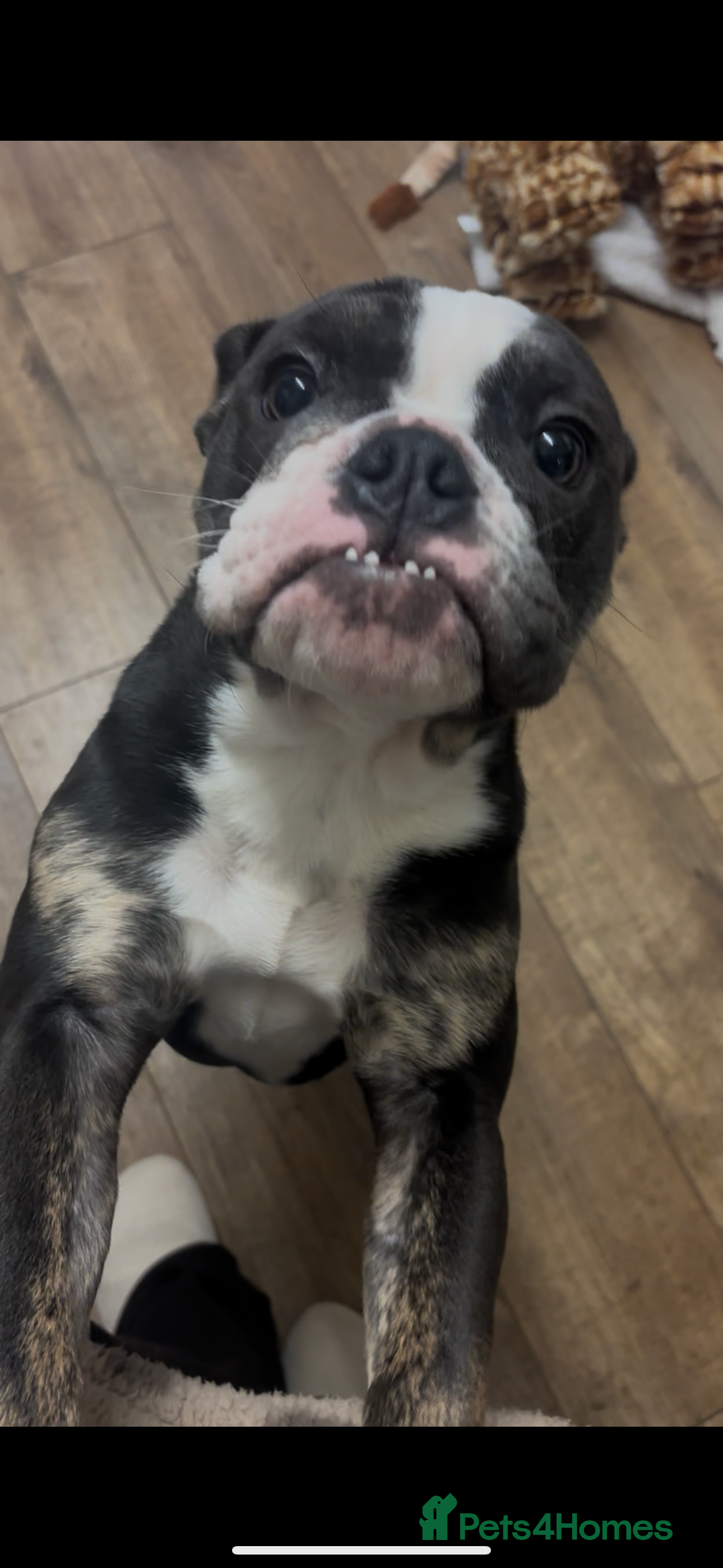 Mixed Breed dogs Olde English Dorset bulldog female  - Advert 1