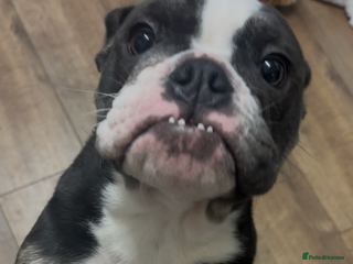 Mixed Breed dogs Olde English Dorset bulldog female - Advert 1