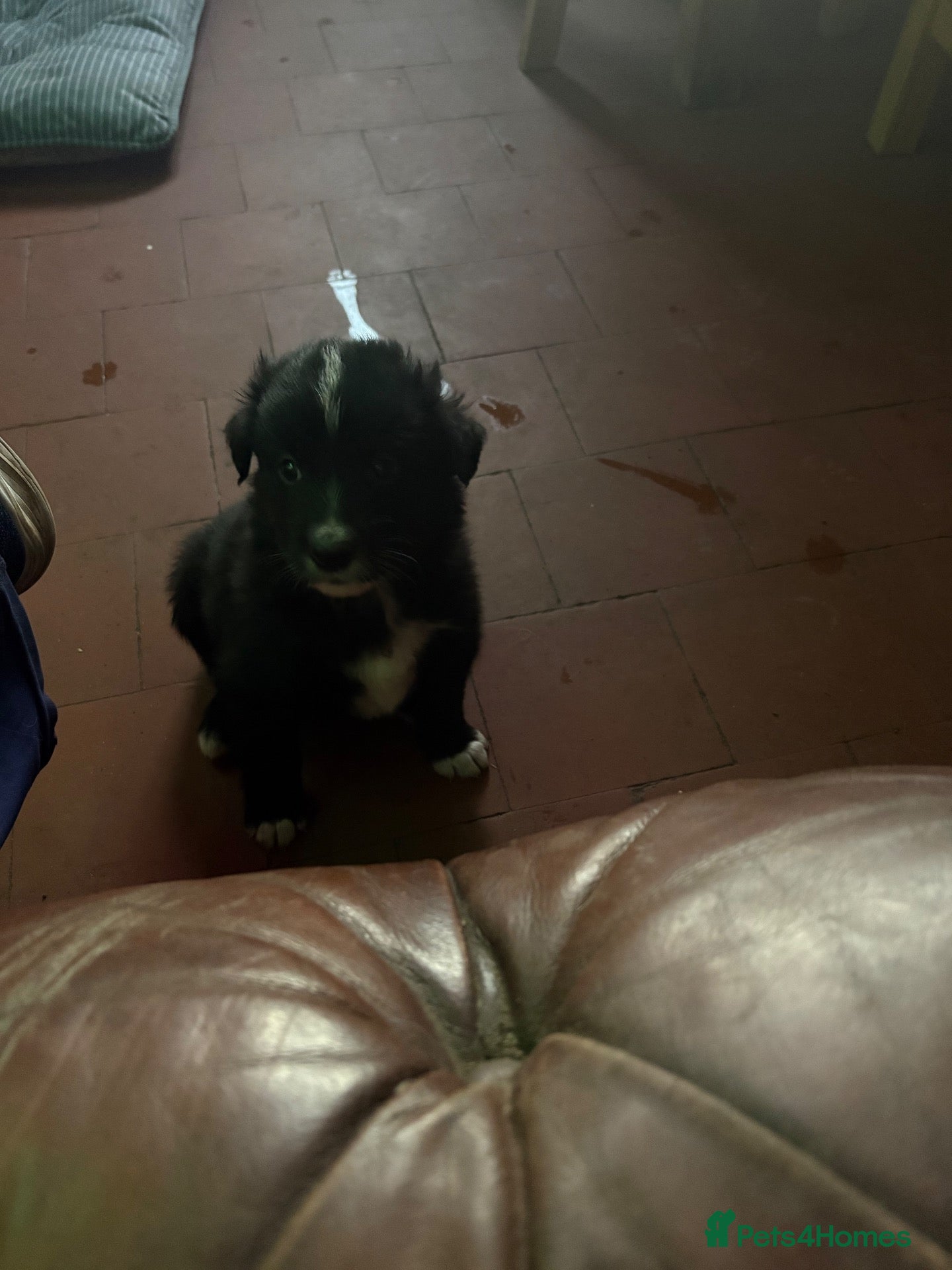 Mixed Breed dogs Beautiful retriever cross collies - Advert 2