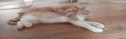 Mixed Breed cats for sale: British shorthair cross kittens  - Advert 6