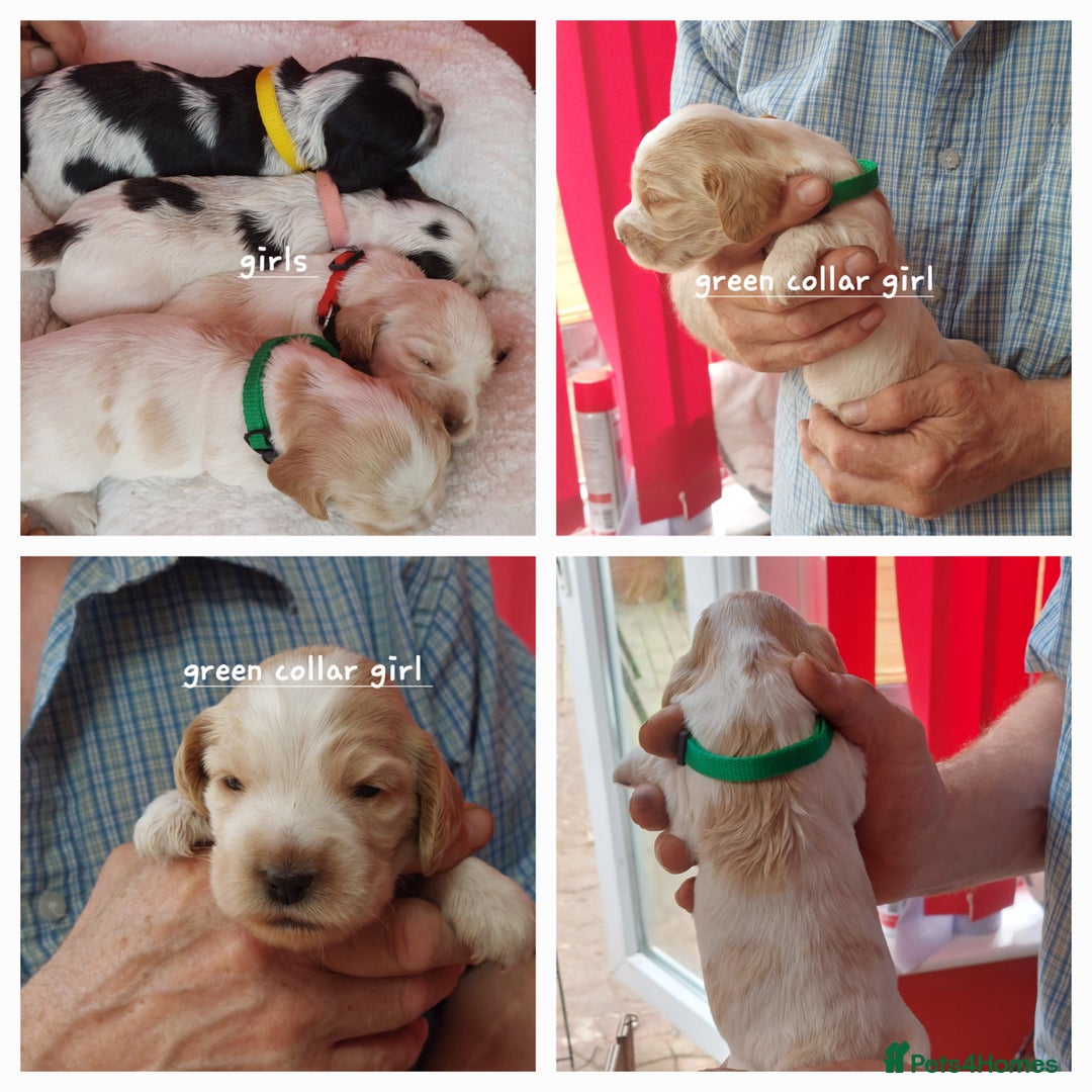 Cocker Spaniel dogs for sale: Kc Reg show type cocker spaniel puppies  - Image 8