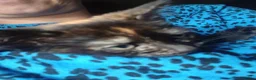 Mixed Breed cats for sale: Beautiful kitten - Advert 8