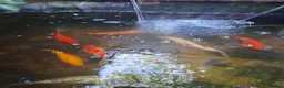 Pond Fish fish for sale: Mixed pond fish looking for new home - Advert 4