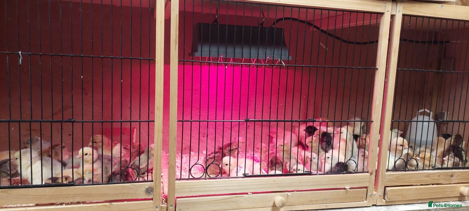 Chickens poultry NEWLY HATCHED CHICKS & Chickens different age - Advert 1