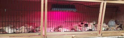 Chickens poultry for sale: NEWLY HATCHED CHICKS & Chickens different age - Advert 1