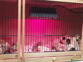 Chickens poultry NEWLY HATCHED CHICKS & Chickens different age - Advert 1