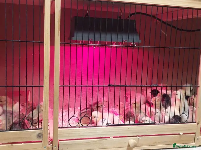 Chickens poultry for sale: NEWLY HATCHED CHICKS & Chickens different age - Advert 1