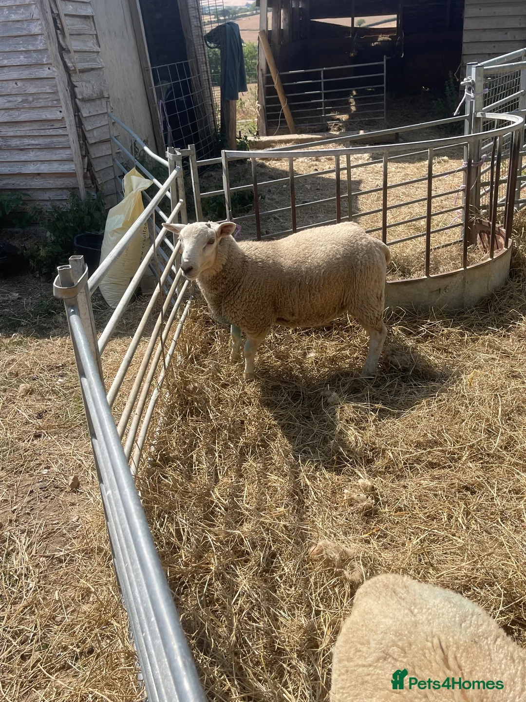 Sheep livestock for sale: Sheep in Sidmouth - Advert 2