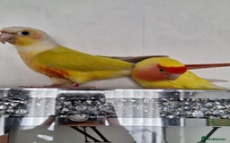 Conures birds for sale: Conure and Lovebird for Sale  - Image 2